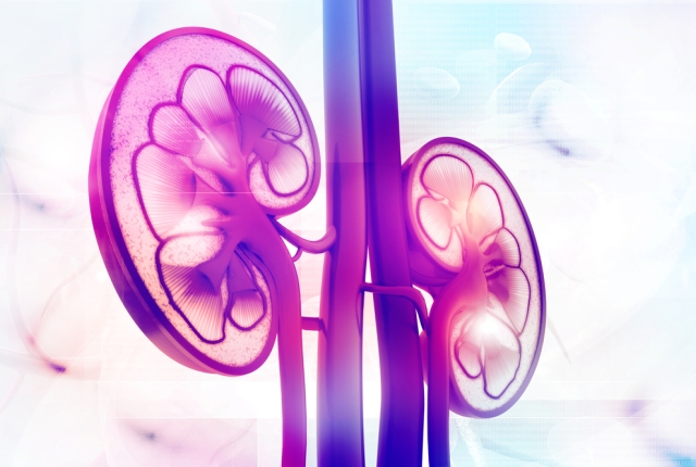 Human kidney cross section